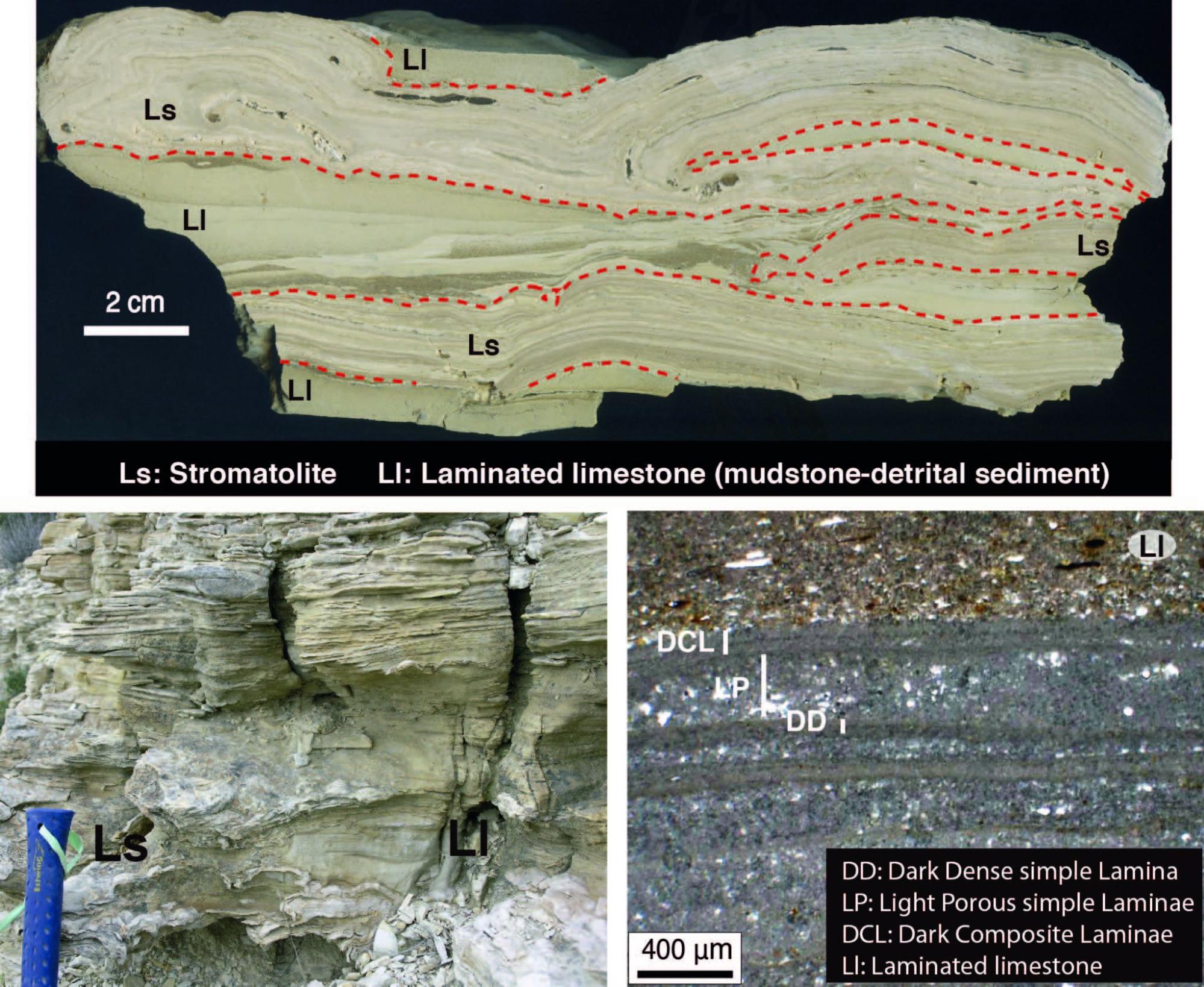 Estromatolitos lacustres. Mioceno Medio. Cuenca del Ebro.<br>Lacustrine Stromatolites. Middle Miocene. Ebro Basin.<br>(Arenas-Abad, 2022. The Depositional Record, 8, 67–101)